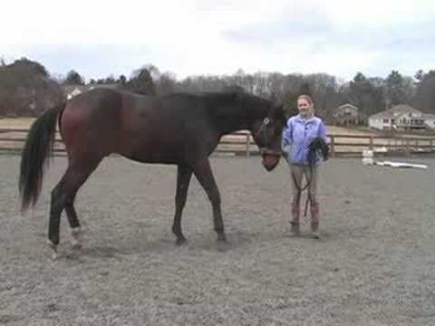 Genç Bir At İle Temel Eğitim : Hamle Genç Bir At Öğretim 