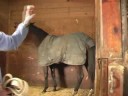 Genç Bir At İle Temel Eğitim : Bağlama İçin Bir At Tanıtımı 