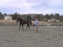 Genç Bir At İle Temel Eğitim : İleri Git Ve Geri Gelme Genç Bir At Öğretim 