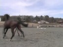 Genç Bir At İle Temel Eğitim : Genç Bir At İle Değişen Yönleri  Resim 3