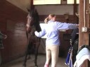 Genç Bir At İle Zemin Eğitim: Bir At Öğretim Nasıl Kravat Geçmek Resim 3
