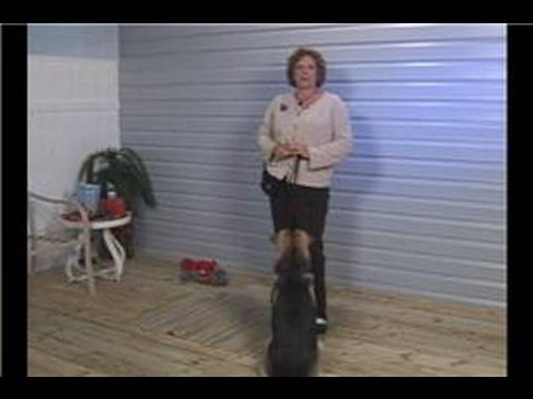 Köpek Eğitim İpuçları: Köpek Eğitim: Atlama Önleme