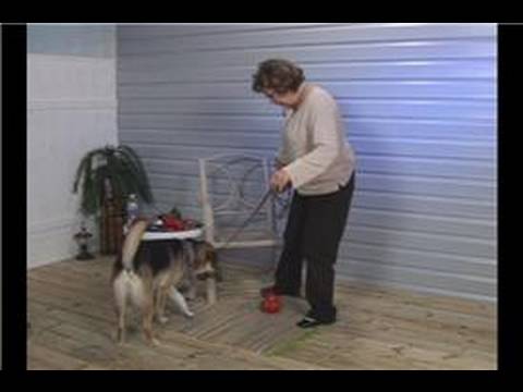 Köpek Eğitim İpuçları: Köpek Eğitim: Kötü Davranış Rahatsız