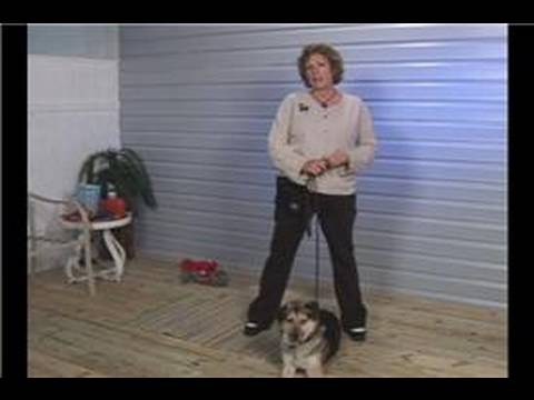 Köpek Eğitim İpuçları: Köpek Terbiye Basit Komutları Resim 1