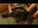 Evde Beslenen Hayvan Kaplumbağa Bakımı: Nasıl Göz Kulak Bir Yapışma Kaplumbağa Resim 3