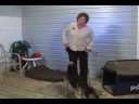 Temel Köpek Eğitimi : Köpek Eğitimi: Hareket Anahtarı Bırakın 