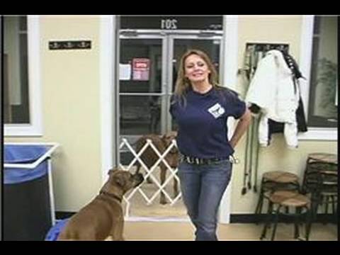 Köpek Çeviklik Egzersizleri: Köpek Çeviklik Eğitim: İpuçları Sıralama Resim 1