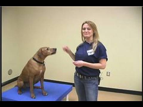 Köpek Çeviklik Egzersizleri: Köpek Eğitim Engeller: Tablo
