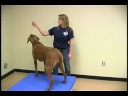 Köpek Çeviklik Egzersizleri: Köpek Eğitim Engeller: Tablo Resim 3