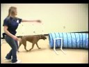 Köpek Çeviklik Egzersizleri: Köpek Eğitim Engeller: Tünel Resim 4