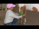 At Bakım Ve Bilgi: A At Nalı Yara Veteriner Şal İle Kayıt