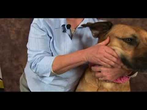 Köpek Bilek Artrit İçin Akupunktur : Bilek Artrit İçin Köpek Masaj: Yüz Yan 