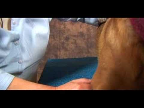 Köpek Bilek Artrit İçin Akupunktur : Köpek Bilek Artrit İçin Akupunktur: Büyük Tepe Resim 1