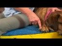 Köpek Bilek Artrit İçin Akupunktur : Bilek Artrit İçin Köpek Akupunktur: Küçük Mart Resim 2