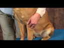 Köpek Bilek Artrit İçin Akupunktur : Köpek Bilek Artrit İçin Akupunktur: Çarpık Havuzu Resim 2