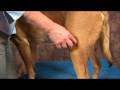 Köpek Bilek Artrit İçin Akupunktur : Kö