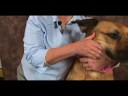 Köpek Bilek Artrit İçin Akupunktur : Bilek Artrit İçin Köpek Masaj: Yüz Yan  Resim 3