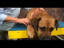 Köpek Bilek Artrit İçin Akupunktur : Köpek Bilek Artrit İçin Akupunktur: Büyük Tepe Resim 4