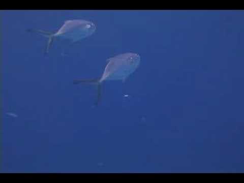 Mercan Resif Deniz Yaşamı Tanımlama : Mercan Resif Balık: Mavi Runner Resim 1
