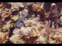 Mercan Resif Deniz Yaşamı Tanımlama : Mercan Resif Balık: Kirpi
