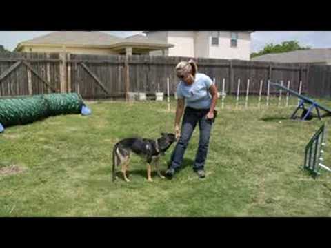 Köpek Eğitimi: Engelleri Öğretim: Köpek Eğitim: El İşaretleri İle Rehberlik