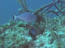 Karayip Balık Tanımlama: Balık Tanımlama: Sargassum Triggerfish