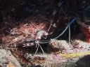 Karayip Balık Tanımlama: Balık Tanımlama: Mercan Karides Bantlı Resim 3