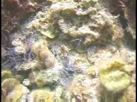 Karayip Resif Balık Tanımlama : Pedersen Temizlikçi Karides Kimlik