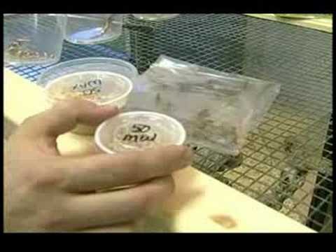 Malzeme Çekme Acemi Evde Beslenen Hayvan Keler: Leopar Gecko Diyet