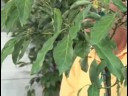 Bahçe Bitki Bakımı : Avokado Ağacı Bakımı
