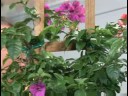 Bitki Bakımı Bahçe : Begonvil Bitki Bakımı
