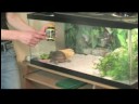 Nasıl Bakımı İçin Kutusu Kaplumbağaları: Kutusunu Kaplumbağa Diyet