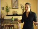 Parakeets İçin Bakımı: Negatifleri Parakeets Sahip Olma