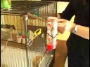 Parakeets İçin Bakımı: Parakeets İçin Kafese Aksesuarları