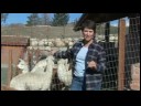 Nasıl Alparslan Bakımı İçin : Alpaka Gıda Takviyeleri Resim 3