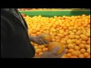 Nasıl Taze Ürün Pick: Nasıl Navel Portakal Dışarı Pick İçin Resim 3