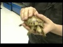 Nasıl Kaplumbağa Bakımı İçin Bir Kaplumbağa Toplama  Resim 4