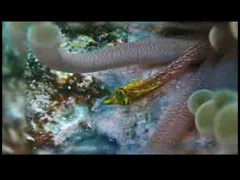 Karayip Balık Tanımlama: Bir Elmas Blenny Balık Tanımlama Resim 1