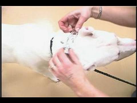 Köpek Eğitim Yaka Ve Koşum : Dişli Köpek Tasması Uydurma  Resim 1