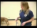 Köpek Eğitim Yaka Ve Koşum : Nazik Lider Köpek Bir Koşum Montaj 