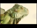 Kurbağalar Ve Sürüngenler İçin Bakım : İguan