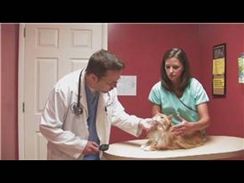 Evcil Hayvan Bakımı : Bir Soğuk İle Bir Kedi Tedavi  Resim 1