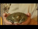 Kurbağa Satın Almak İçin Nasıl Kurbağa Ve Kara Kurbağası Bakımı : 