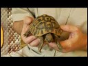 Bir Kaplumbağa Satın Almak İçin Nasıl Kaplumbağa Ve Kaplumbağa Bilgileri :  Resim 4