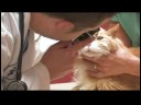 Evcil Hayvan Bakımı : Bir Soğuk İle Bir Kedi Tedavi  Resim 4