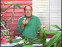 Tropikal Bitki Bakımı: Plumeria Bitki Bakımı Resim 4