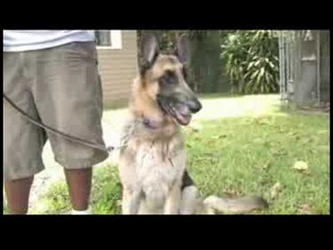 Köpek Eğitim & Mülkiyet : Köpek Önlemek İçin Nasıl\'nın Gözleri Yalvarıyor  Resim 1