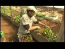 Bahar Hoop Evi Tarım : Bitki Hoop Bir Evde  Resim 2