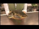 Sürüngenler, Amfibiler, Omurgasızlar Ve Küçük Evcil Hayvanlar : Yeni Gine Kaplumbağa Gerçekleri Yakalamaya 