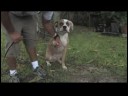 Köpek Eğitim Ve Mülkiyet: Nasıl Senin Köpek--Dan Tırmalamak Sen Durdurmak İçin Resim 3